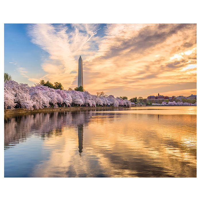 Cherry Blossoms - The Tidal Basin 1000-piece Puzzle
